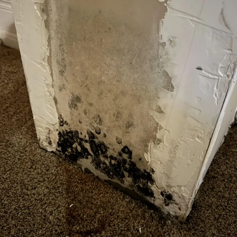 Professional Mold Removal in Carter County, MO